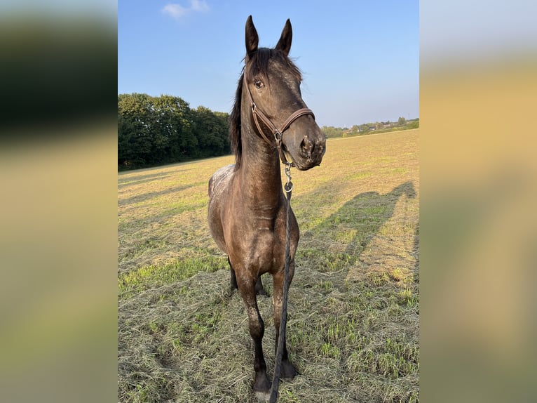 Deens warmbloed Mix Merrie 4 Jaar 155 cm Schimmel in Essen