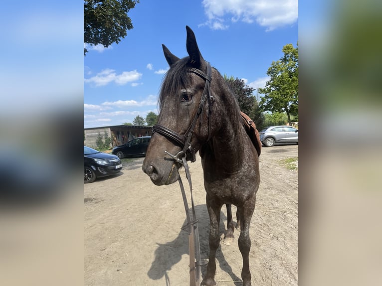 Deens warmbloed Mix Merrie 4 Jaar 155 cm Schimmel in Essen