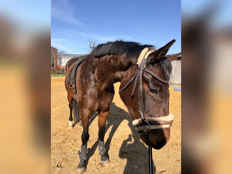 Deens warmbloed Merrie 4 Jaar 168 cm Donkerbruin in Bremerhaven