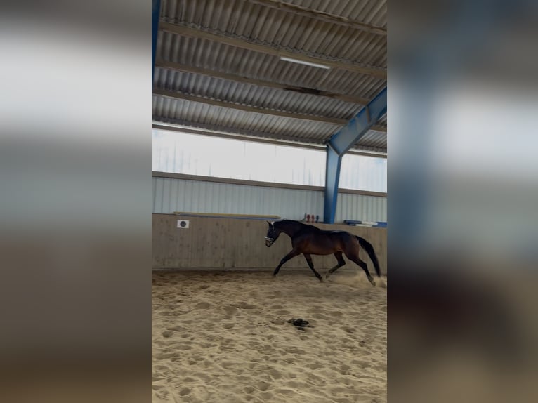 Deens warmbloed Merrie 4 Jaar 168 cm Donkerbruin in Bremerhaven