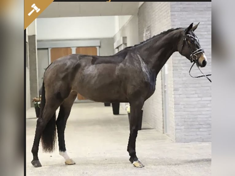 Deens warmbloed Merrie 4 Jaar 172 cm Bruin in Asperup