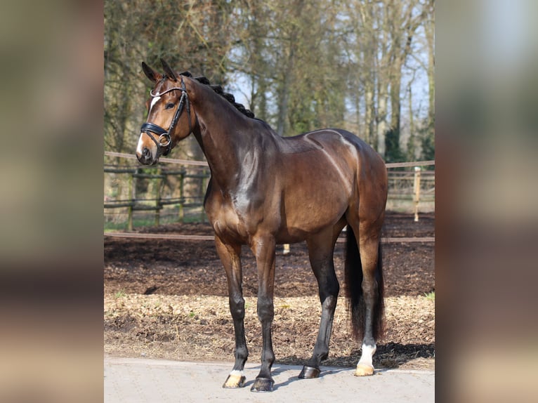Deens warmbloed Merrie 4 Jaar 174 cm Donkerbruin in Lienen