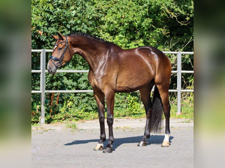 Deens warmbloed Merrie 4 Jaar 174 cm Donkerbruin in Lienen