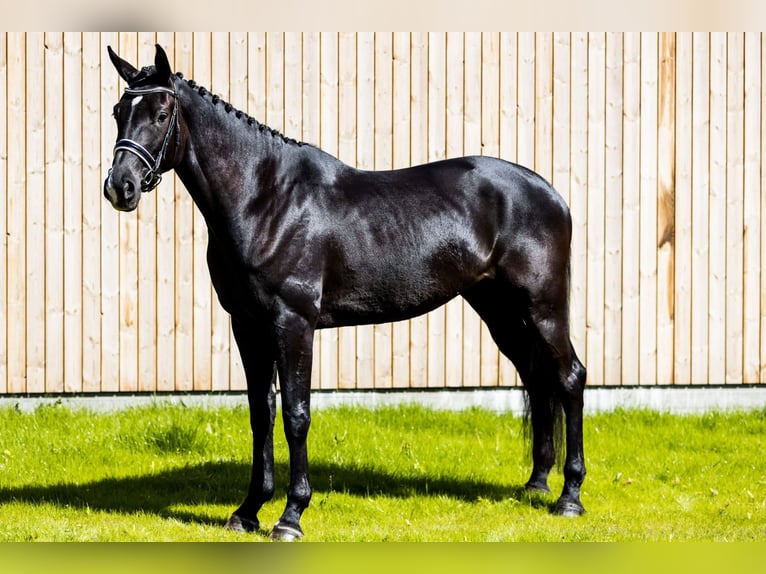 Deens warmbloed Merrie 4 Jaar 175 cm Zwart in Hørsholm