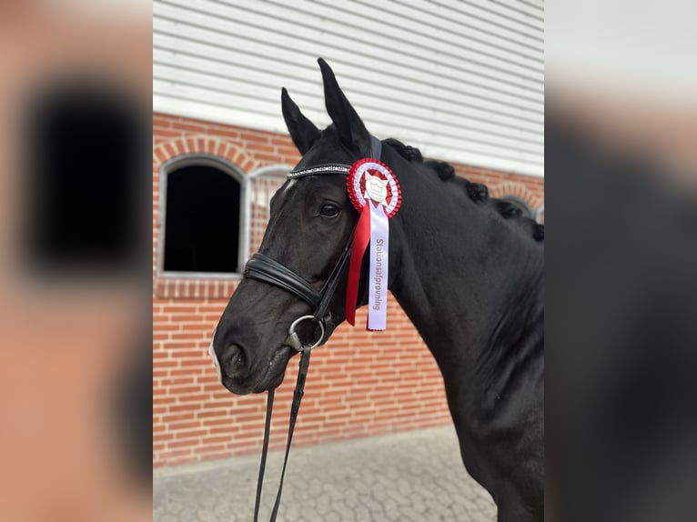 Deens warmbloed Merrie 4 Jaar 175 cm Zwart in Hørsholm