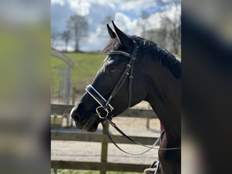 Deens warmbloed Merrie 4 Jaar 175 cm Zwart in Hørsholm