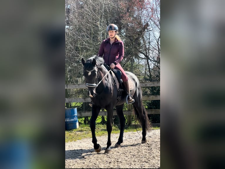 Deens warmbloed Merrie 4 Jaar 175 cm Zwart in Hørsholm