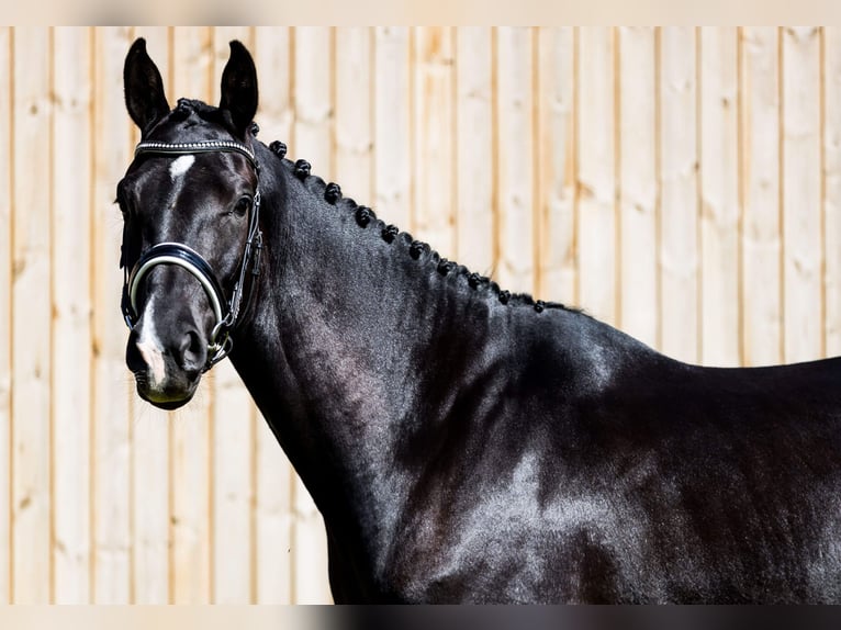 Deens warmbloed Merrie 4 Jaar 175 cm Zwart in Hørsholm