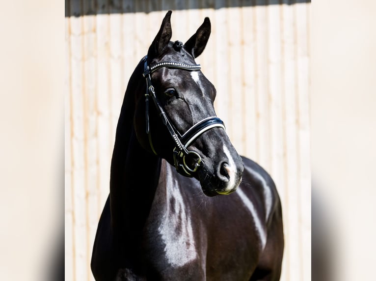 Deens warmbloed Merrie 4 Jaar 175 cm Zwart in Hørsholm