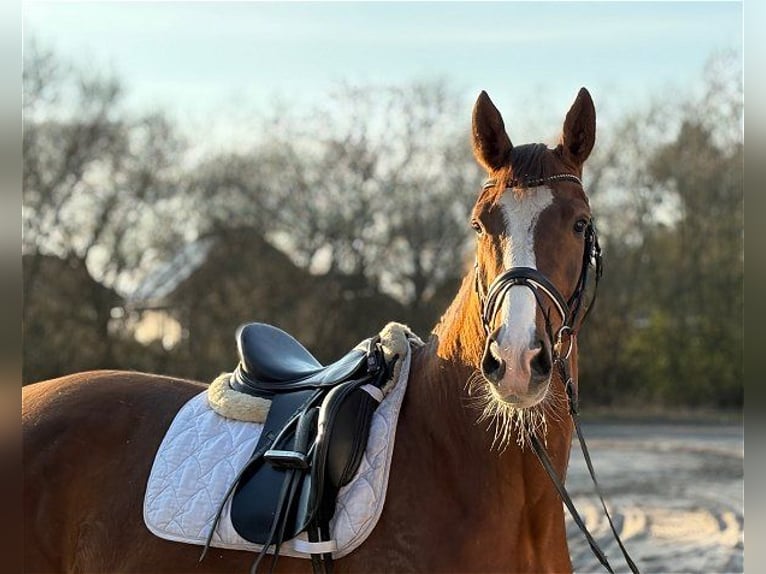 Deens warmbloed Merrie 4 Jaar Donkere-vos in Verden (Aller)