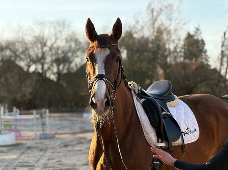 Deens warmbloed Merrie 4 Jaar Donkere-vos in Verden (Aller)