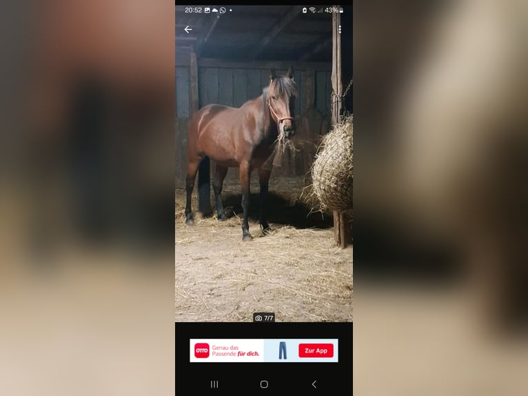 Deens warmbloed Merrie 5 Jaar 145 cm Bruin in Langenhorn