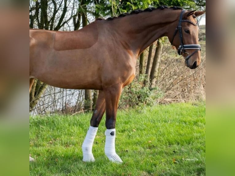 Deens warmbloed Merrie 5 Jaar 167 cm Lichtbruin in Boeslunde