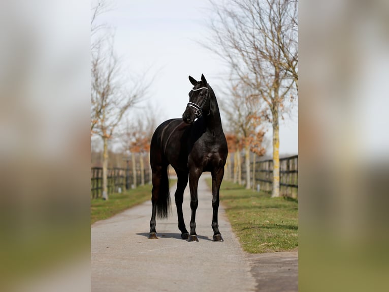 Deens warmbloed Merrie 5 Jaar 167 cm Zwart in Diepholz