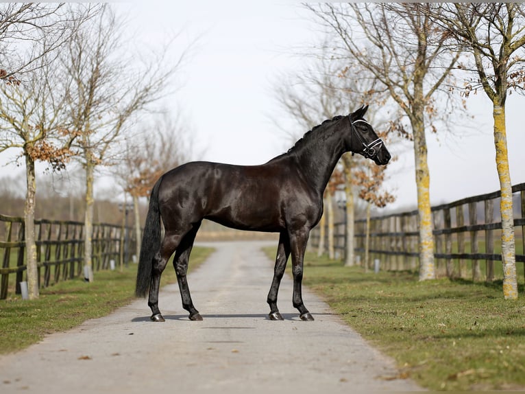 Deens warmbloed Merrie 5 Jaar 167 cm Zwart in Diepholz