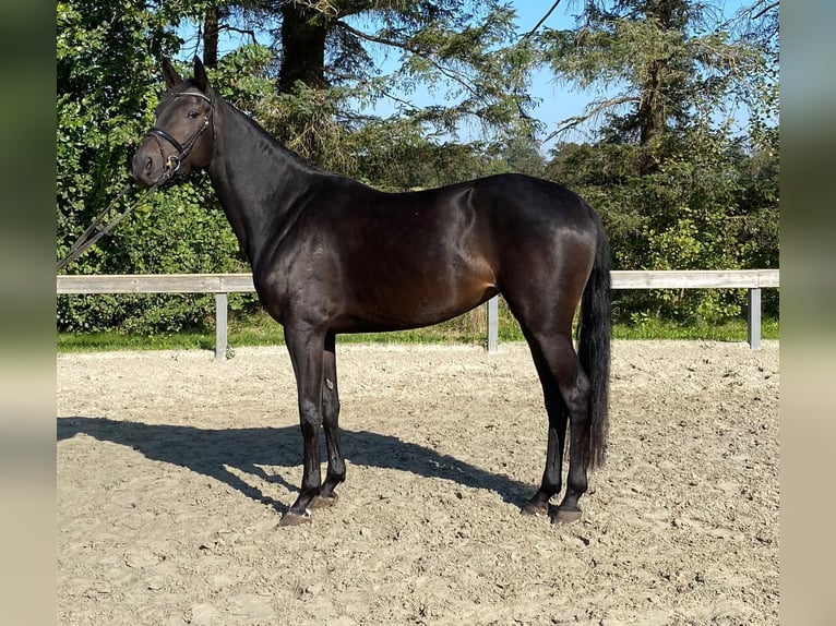 Deens warmbloed Merrie 5 Jaar 168 cm Donkerbruin in Süderlügum