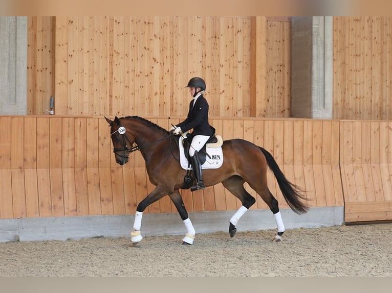 Deens warmbloed Merrie 5 Jaar 170 cm Bruin in Odense