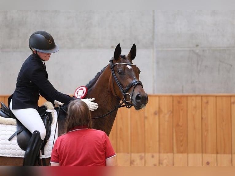 Deens warmbloed Merrie 5 Jaar 170 cm Bruin in Odense