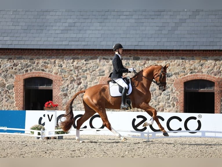 Deens warmbloed Merrie 5 Jaar 175 cm Vos in Asperup