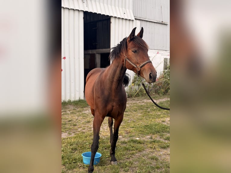Deens warmbloed Merrie 6 Jaar 151 cm Donkerbruin in SönnebüllBreklumfeld