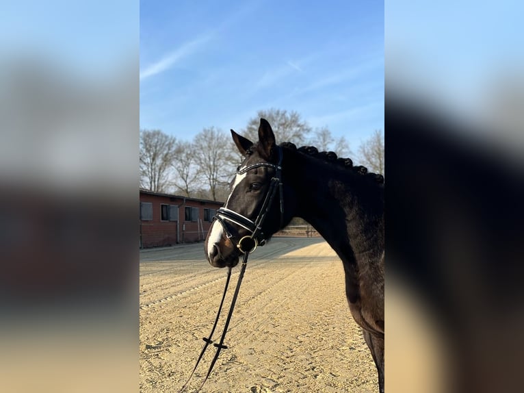 Deens warmbloed Merrie 6 Jaar 163 cm Donkerbruin in Saerbeck