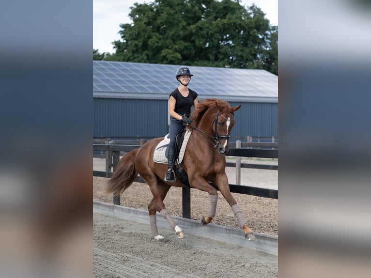 Deens warmbloed Merrie 6 Jaar 169 cm Donkere-vos in Lunteren