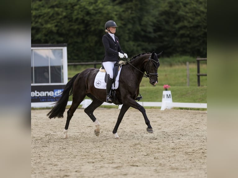Deens warmbloed Merrie 6 Jaar 170 cm Zwart in Kværndrup