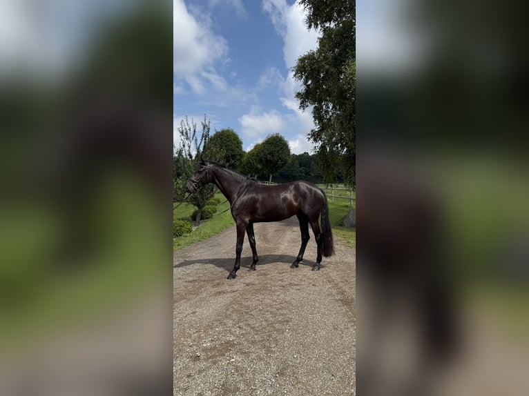 Deens warmbloed Merrie 6 Jaar 173 cm Zwart in Vester Skerninge