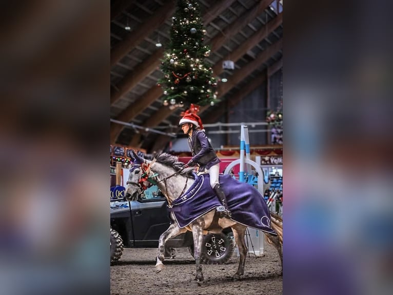 Deens warmbloed Merrie 7 Jaar 162 cm Schimmel in Vissenbjerg