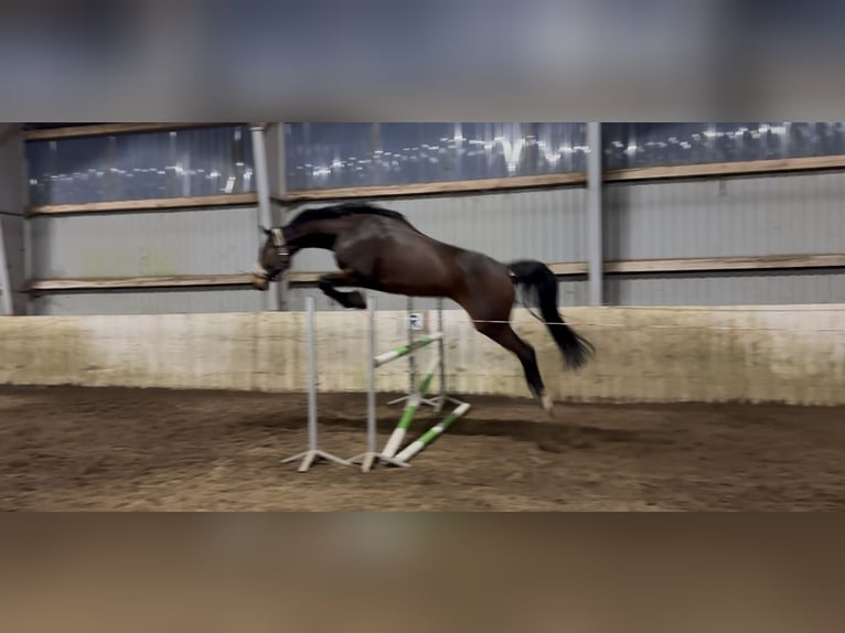 Deens warmbloed Merrie 7 Jaar 164 cm Bruin in Otterup