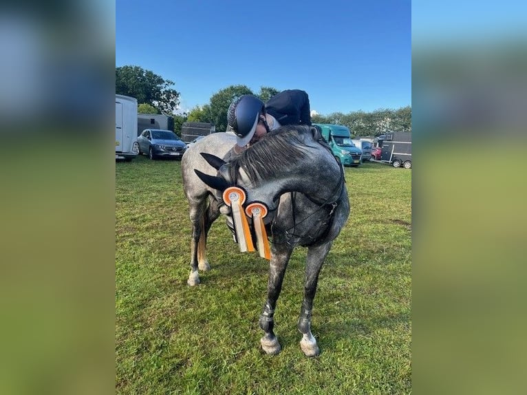 Deens warmbloed Merrie 8 Jaar 164 cm Schimmel in Auning
