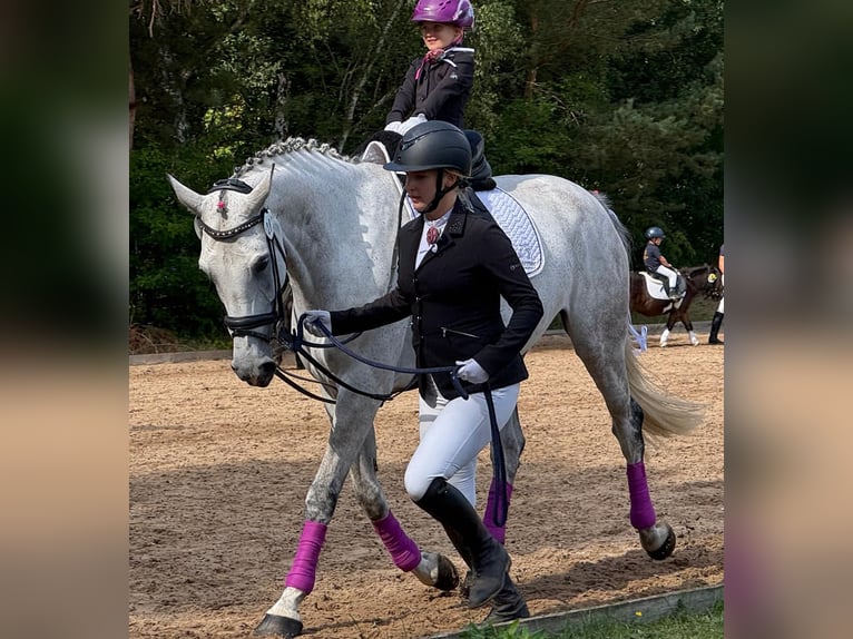 Deens warmbloed Merrie 8 Jaar 166 cm Schimmel in Zernien