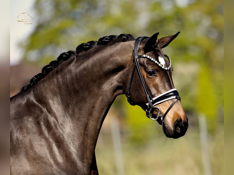 Deens warmbloed Merrie 8 Jaar 167 cm Bruin in Steinfurt