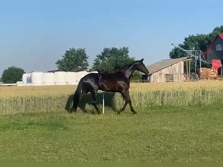 Deens warmbloed Merrie 8 Jaar 171 cm Zwart in Ołudza, Szczekociny