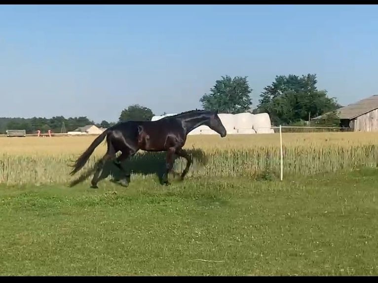 Deens warmbloed Merrie 8 Jaar 171 cm Zwart in Ołudza, Szczekociny