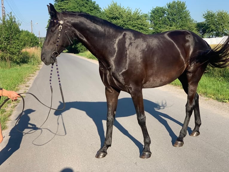 Deens warmbloed Merrie 8 Jaar 171 cm Zwart in Ołudza, Szczekociny