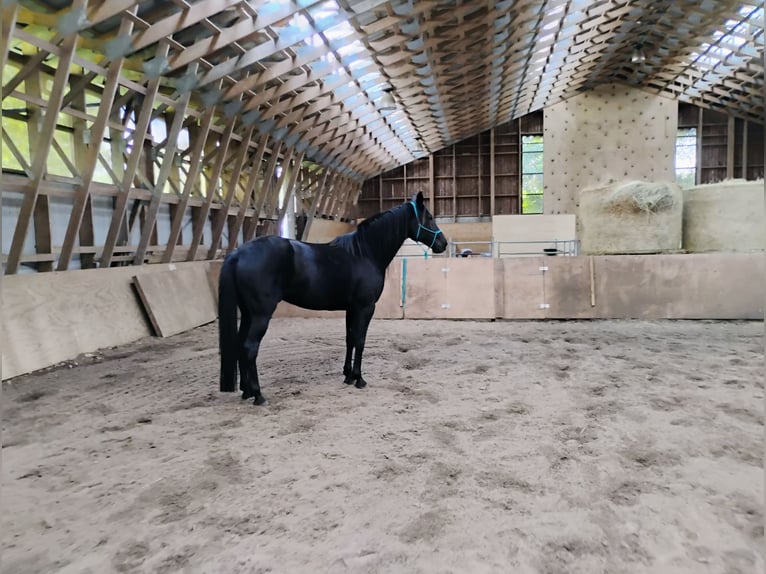 Deens warmbloed Merrie 9 Jaar 160 cm Zwart in Flensburg