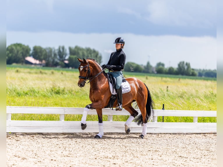 Deens warmbloed Merrie 9 Jaar Bruin in Strijen