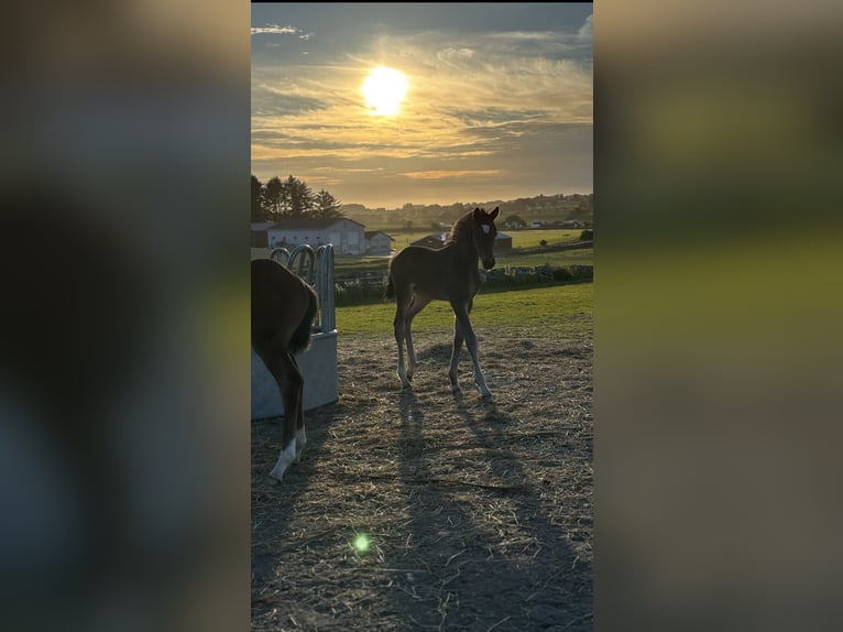Deens warmbloed Merrie Veulen (05/2026) 172 cm Bruin in Sandnes