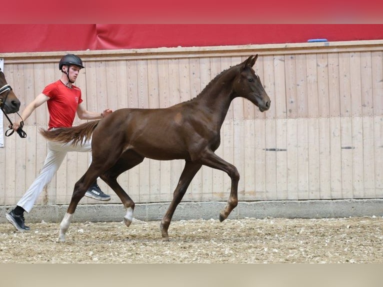 Deens warmbloed Merrie Veulen (03/2025) in Glamsbjerg