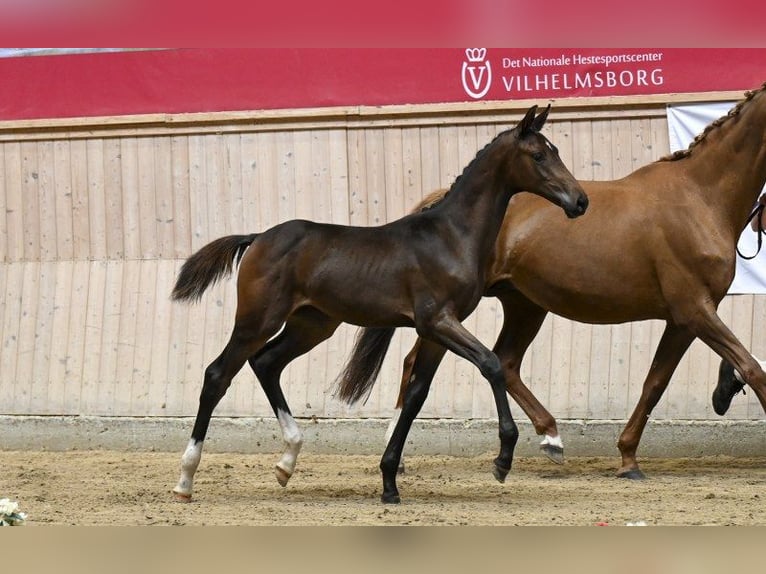 Deens warmbloed Merrie Veulen (04/2025) in Glamsbjerg