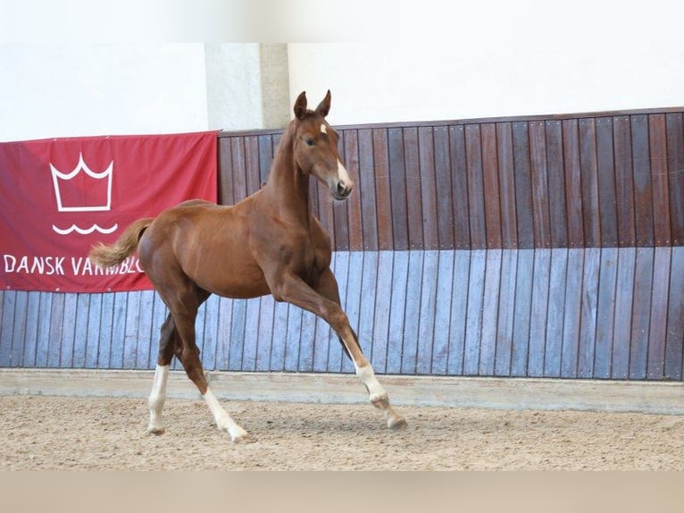 Deens warmbloed Merrie Veulen (05/2025) in Glamsbjerg