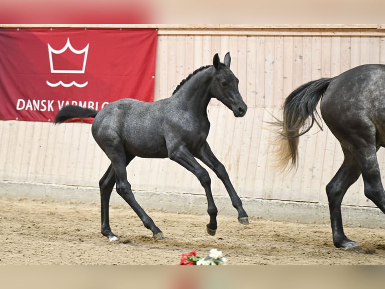 Deens warmbloed Merrie Veulen (05/2025) in Glamsbjerg