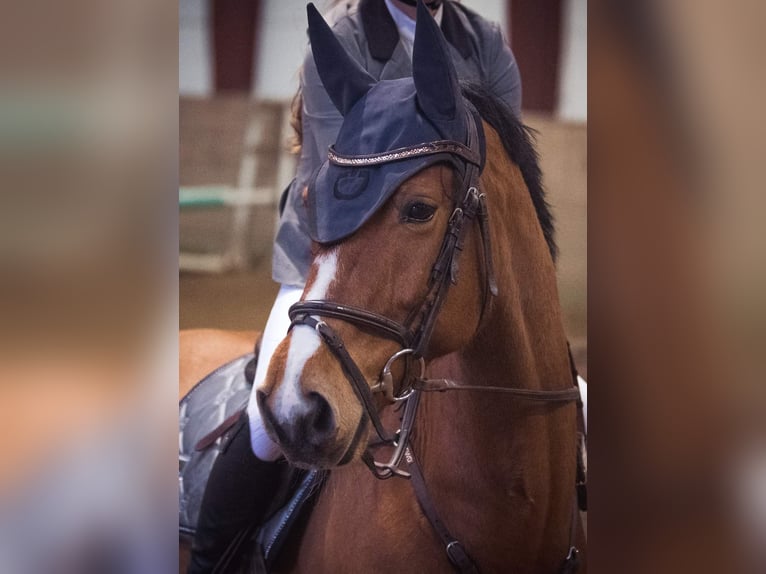 Deens warmbloed Ruin 11 Jaar 167 cm Roodbruin in Ølgod