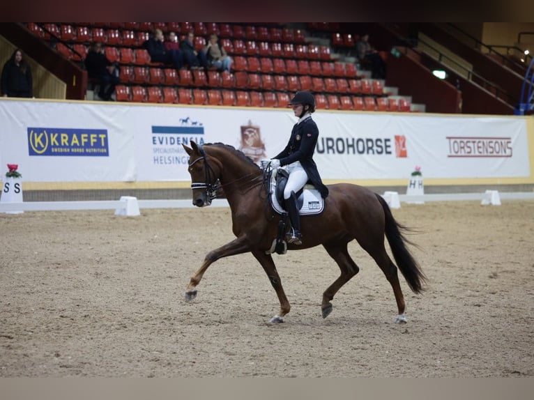 Deens warmbloed Ruin 11 Jaar 168 cm Donkere-vos in Harlosa