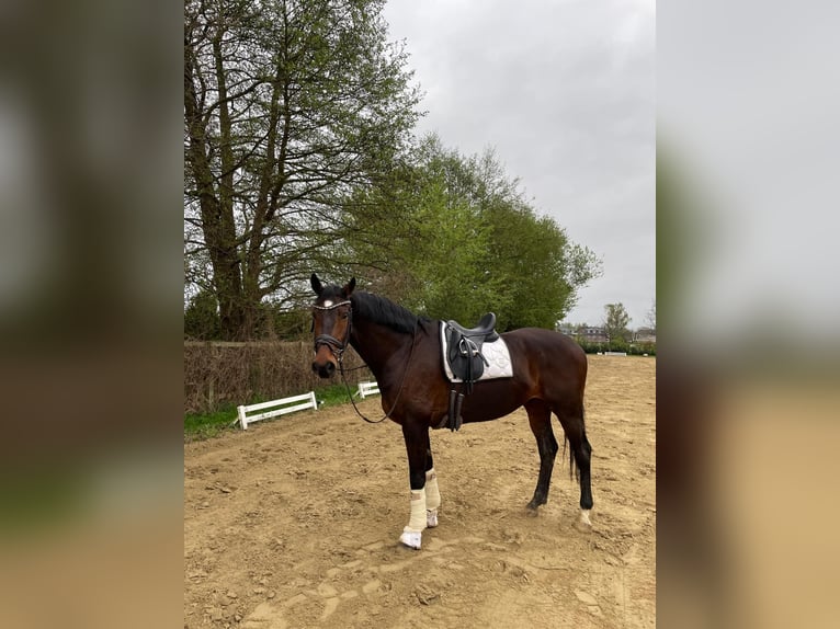 Deens warmbloed Ruin 11 Jaar 170 cm Bruin in Süderlügum