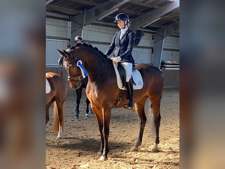 Deens warmbloed Ruin 11 Jaar 170 cm Bruin in Süderlügum