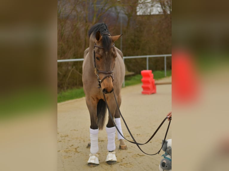 Deens warmbloed Ruin 11 Jaar 175 cm Bruin in Geilenkirchen