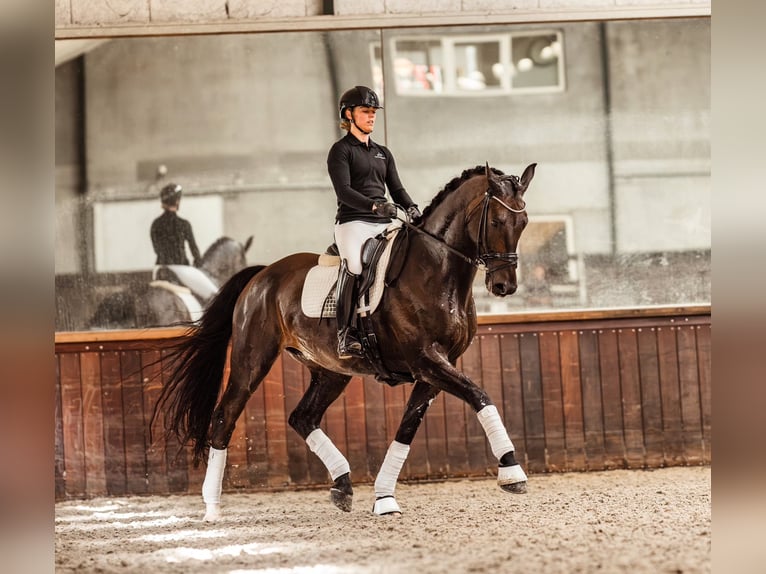 Deens warmbloed Ruin 11 Jaar 176 cm Donkerbruin in HamburgHamburg