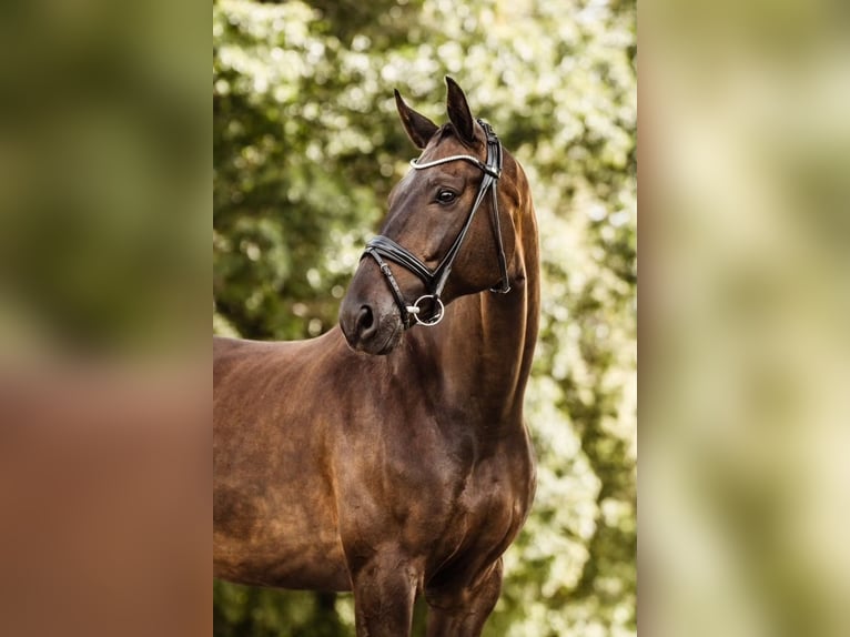 Deens warmbloed Ruin 11 Jaar 176 cm Donkerbruin in HamburgHamburg